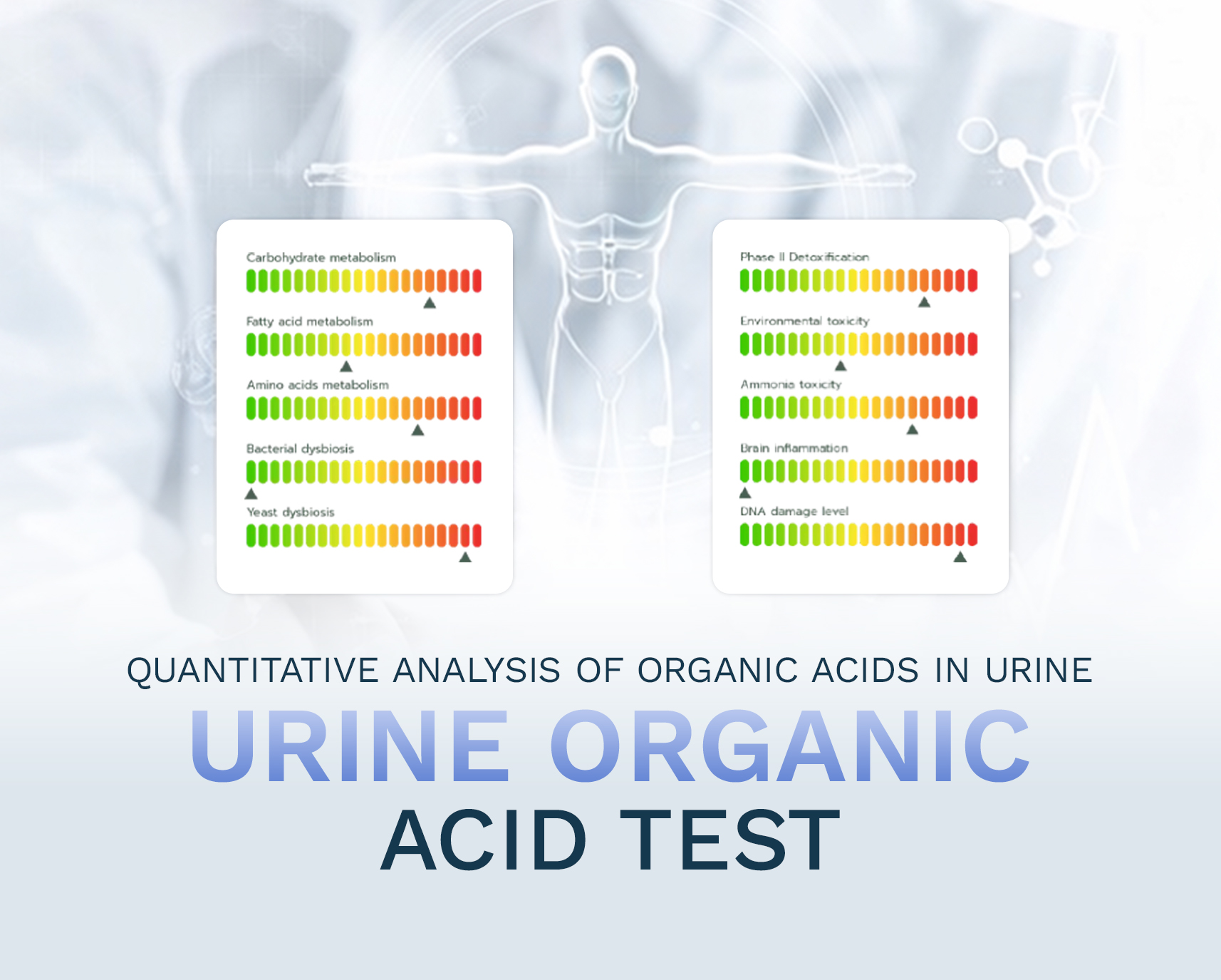 Urine Organic Acid Test ตรวจอะไรได้บ้าง ทำไมสำคัญต่อสุขภาพ